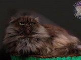Chat British Longhair LOOF chocolat smoke pour saillie