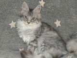 À vendre : 2 chatonnes Maine Coon LOOF