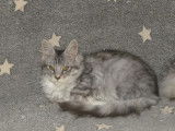 À vendre : 2 chatonnes Maine Coon LOOF