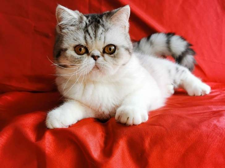 Chatte  adulte Exotic Shorthair LOOF à réserver