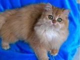 1 chaton British Longhair femelle à vendre (LOOF)