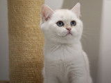 1 chaton mâle British Shorthair LOOF à vendre