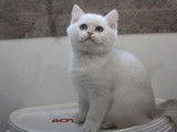 1 chaton mâle British Shorthair LOOF à vendre