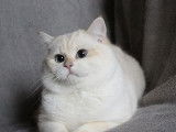 1 chaton mâle British Shorthair LOOF à vendre