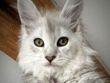 Une chatonne Maine Coon XXL black silver shaded LOOF à réserver