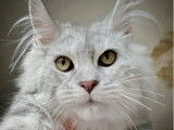 Chatonne Maine Coon XXL black silver shaded LOOF disponible à la vente