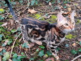 À vendre, 2 chatons Bengal adultes LOOF
