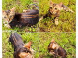 À vendre, 2 chatons Bengal adultes LOOF