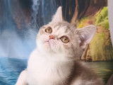 1 chaton British Shorthair femelle LOOF à vendre