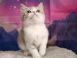 1 chaton British Shorthair femelle LOOF à vendre