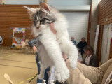 Maine Coon Loof Concours