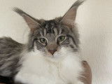 Maine Coon Loof Concours