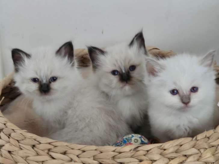 Chatons Sacré de Birmanie LOOF