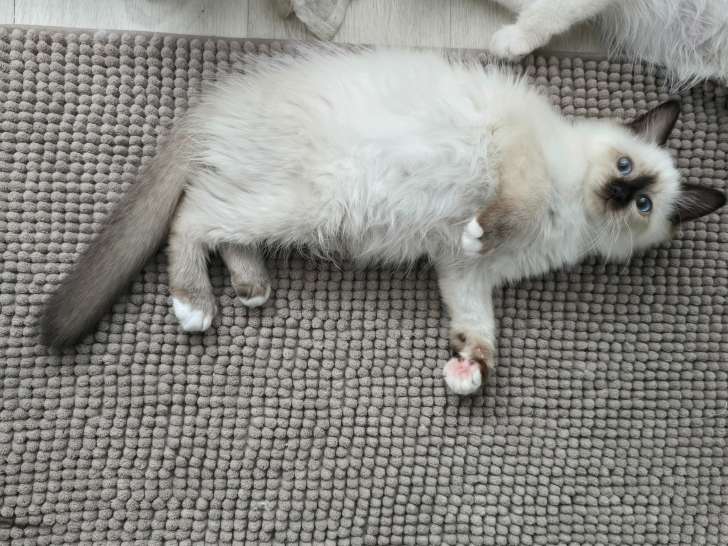 Chatons Sacré de Birmanie LOOF