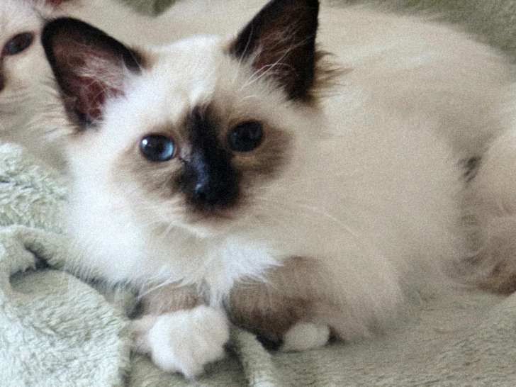 Chatons Sacré de Birmanie LOOF