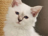 Chatons Sacré de Birmanie LOOF