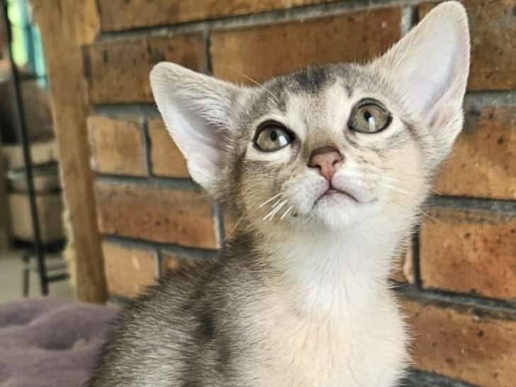Chatons Abyssin à vendre