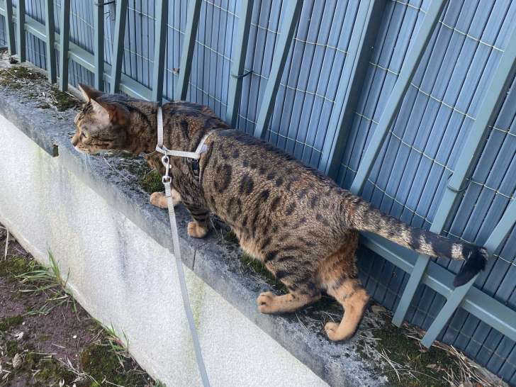 Chat Bengal adulte LOOF à vendre