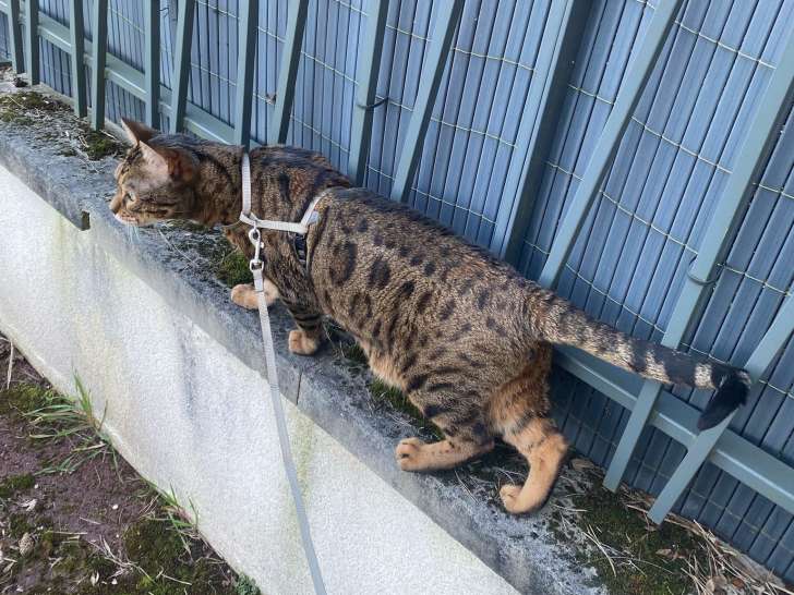 Chat Bengal adulte à vendre
