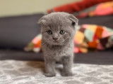 Chaton Scottish Fold disponible à la réservation