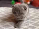 Chaton Scottish Fold disponible à la réservation