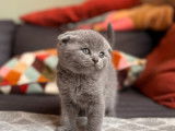 Chaton Scottish Fold disponible à la réservation