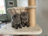 Chaton Scottish Fold disponible à la réservation