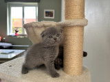 Chaton Scottish Fold disponible à la réservation