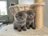 Chaton Scottish Fold disponible à la réservation