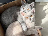 2 adorables chatons British Shorthair à vendre