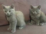 2 magnifique chatons British Shorthair  Angora turc &agrave; vendre