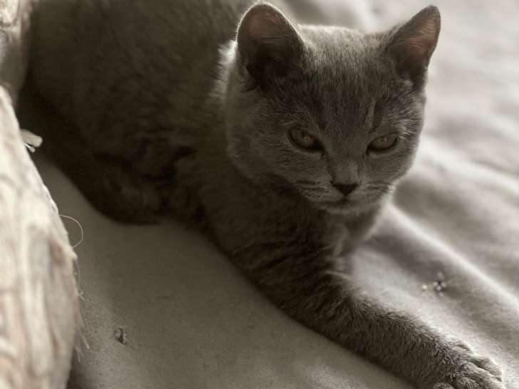 2 magnifique femelles British Shorthair