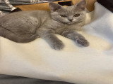 2 magnifique femelles British Shorthair