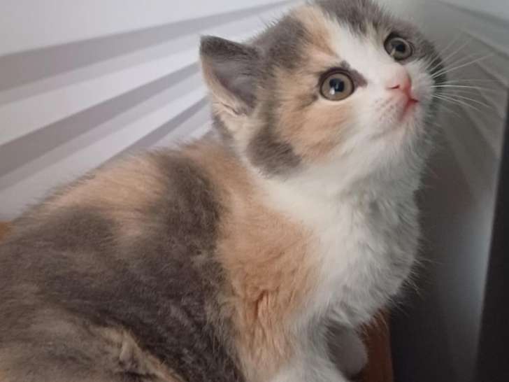Chatons British shorthair à vendre