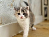 Chatons British shorthair &agrave; vendre