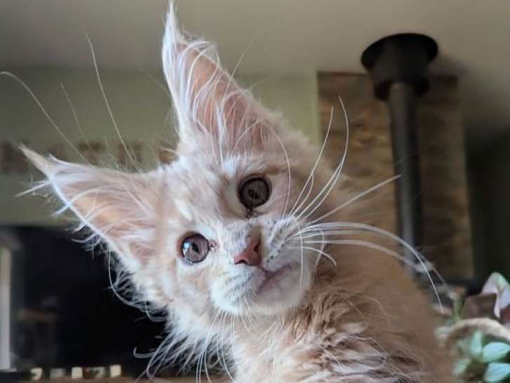 Un chaton mâle Maine Coon crème tabby LOOF à réserver