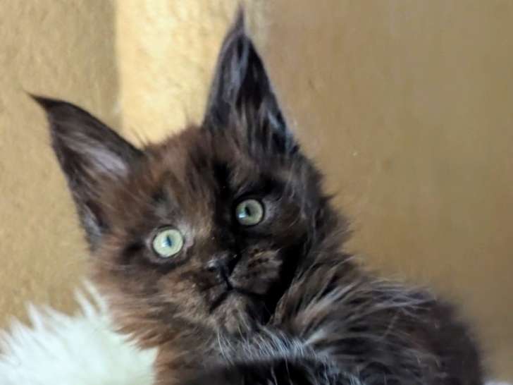 Chatons Mâle maine Coon LOOF à réserver