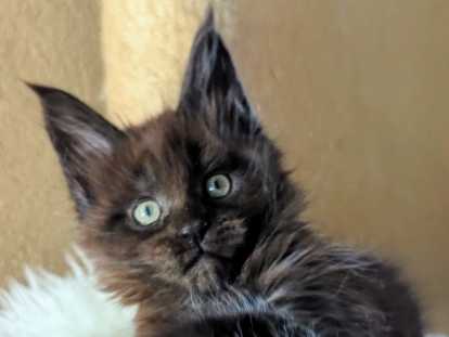 Chatons Mâle maine Coon LOOF à réserver