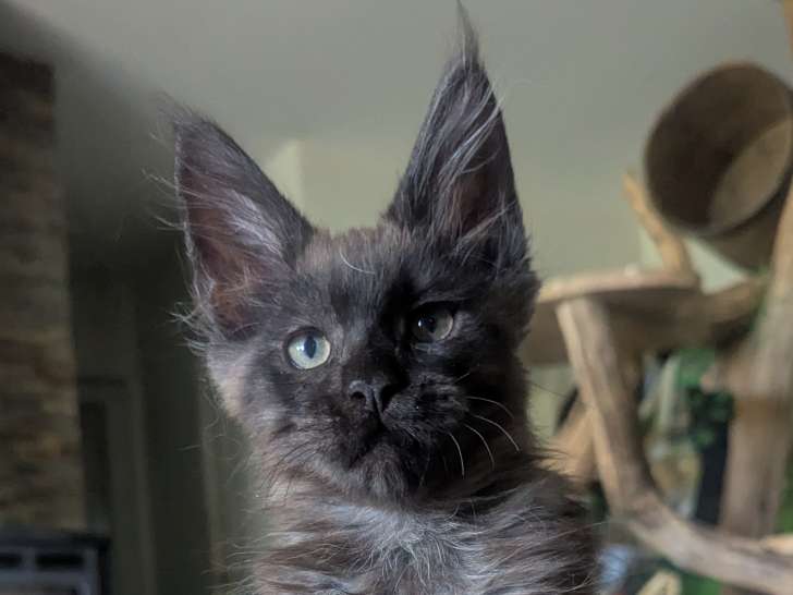 Chaton Mâle maine Coon LOOF à réserver