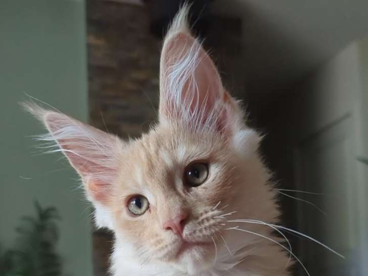 Chaton Mâle maine Coon LOOF à réserver