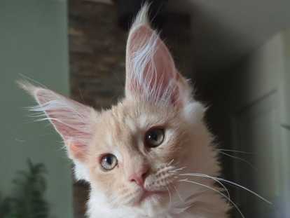 Chaton Mâle maine Coon LOOF à réserver