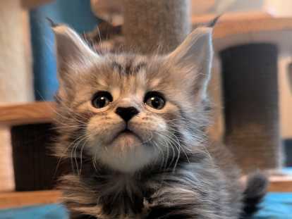 Chatons maine Coon LOOF à réserver