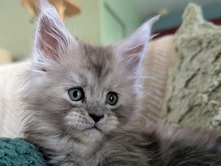 Aspen mâle black smoke hight