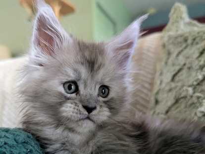 Aspen mâle black smoke hight