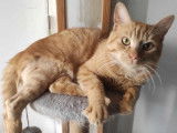 Edouard, beau chat roux à adopter