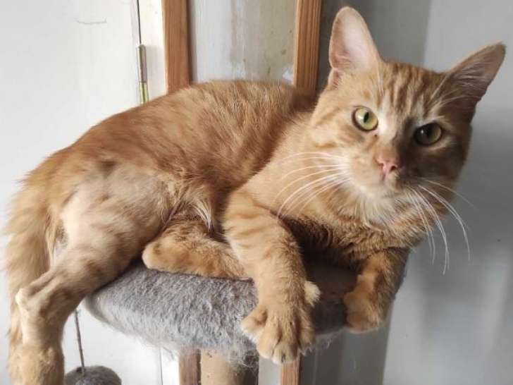 Edouard, beau chat roux à adopter