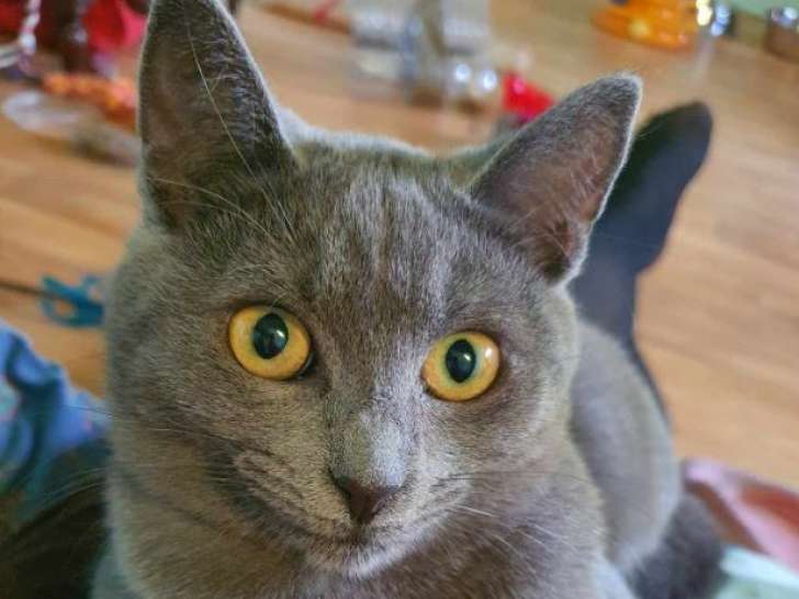 Cendrillon, jolie chatte à adopter
