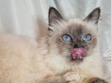 Un chaton mâle Sacré de Birmanie blue smoke point à vendre (LOOF)