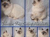 Chatonne Sacréde Birmanie LOOF blue smoke point disponible à la vente