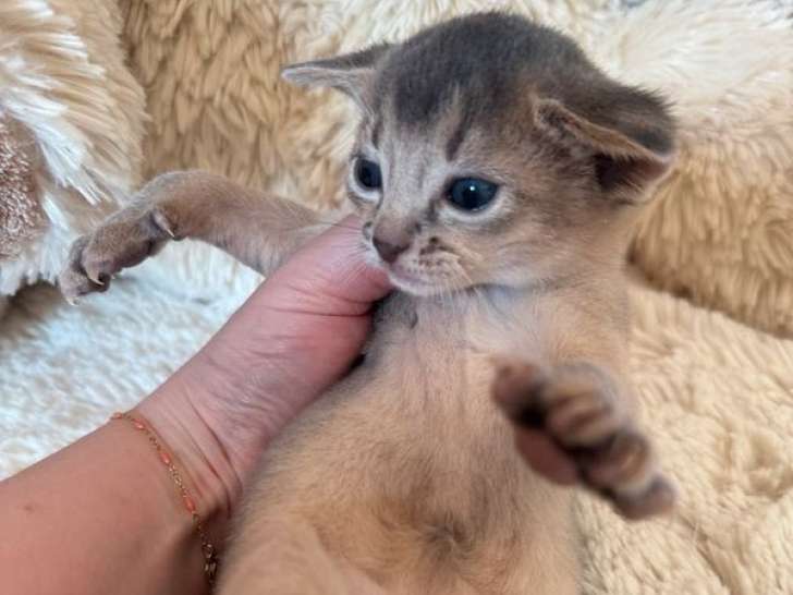3 chatons Abyssins bleus LOOF à réserver